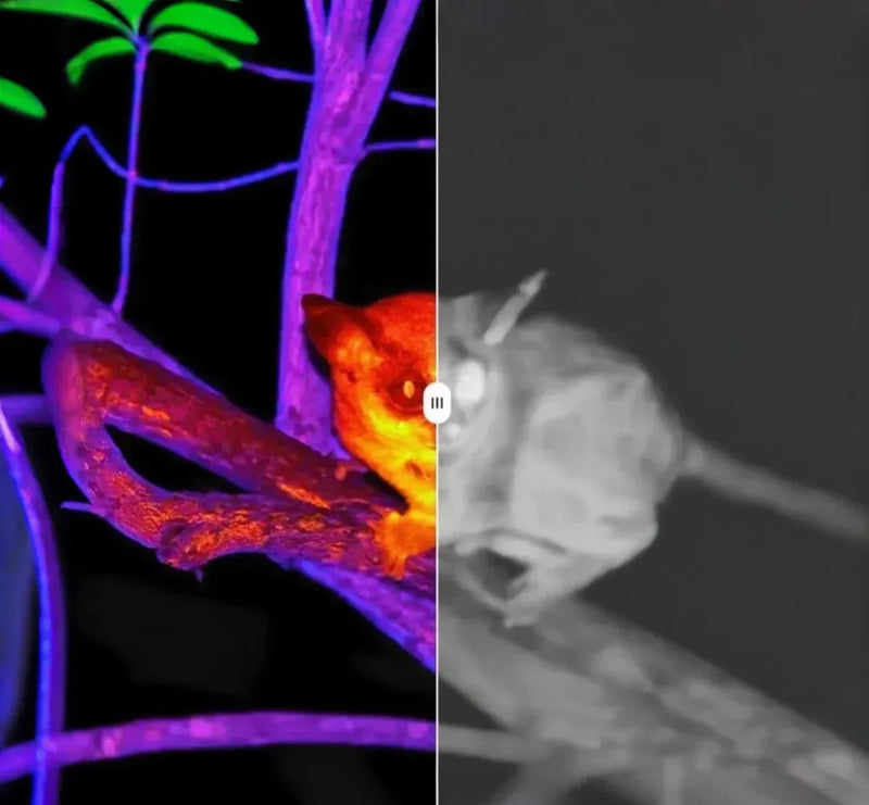 通过老鼠展示热成像产品的夜间和红热模式